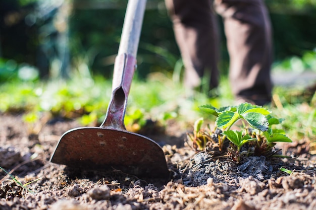 Rolnik uprawiający ziemię w ogrodzie narzędziami ręcznymi Spulchnianie gleby Koncepcja ogrodnicza Prace rolnicze na plantacji