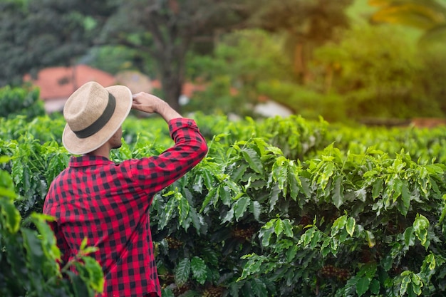 Rolnik w kapeluszu na plantacji uprawnej kawy