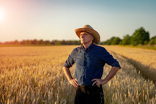 Rolnik w kapeluszu rozglądając się w polu z pszenicą. Koncepcja rolnictwa.