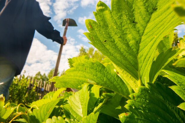 Rolnik w ogrodzie w gospodarstwie wśród roślin i łóżek Koncepcja ogrodnicza Sezonowe prace rolnicze na plantacji