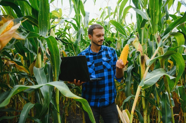 Rolnik w polu sprawdzający rośliny kukurydzy w słoneczny letni dzień, koncepcję rolnictwa i produkcji żywności