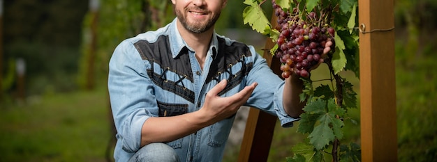 Rolnik w winorośli winiarz z kiścią winogron mężczyzna właściciel winnicy zawodowy winiarz na farmie winogron człowiek żniwiarz na lato żniwa przycięte enolog w liściach winogron