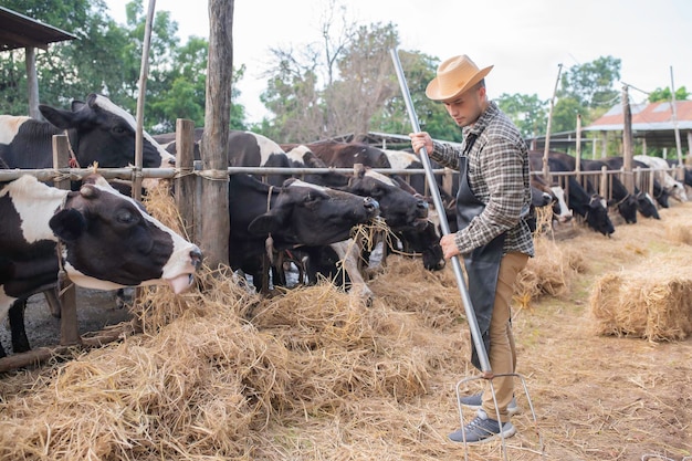 Rolnik z Azji Praca w wiejskiej farmie mlecznej poza miastem Młodzi ludzie z krową