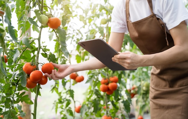 Rolnik z komputerem typu tablet sprawdzający jakość i świeżość pomidorów w gospodarstwie ekologicznym