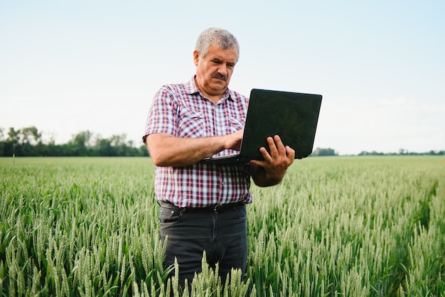 Rolnik z laptopem Sprawdza pszenicę na polu