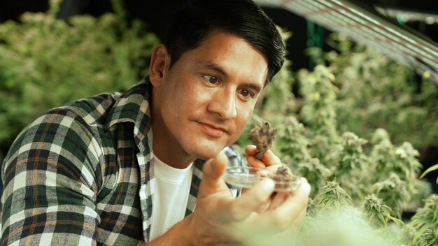 Zdjęcie rolnik zajmujący się marihuaną testuje pąki marihuany na farmie marihuany leczniczej przed zbiorami w celu wyprodukowania produktów z marihuany