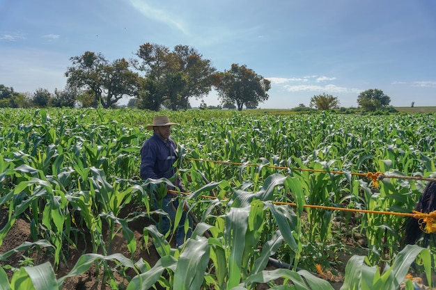 Rolnik zbiera kukurydzę w Meksyku