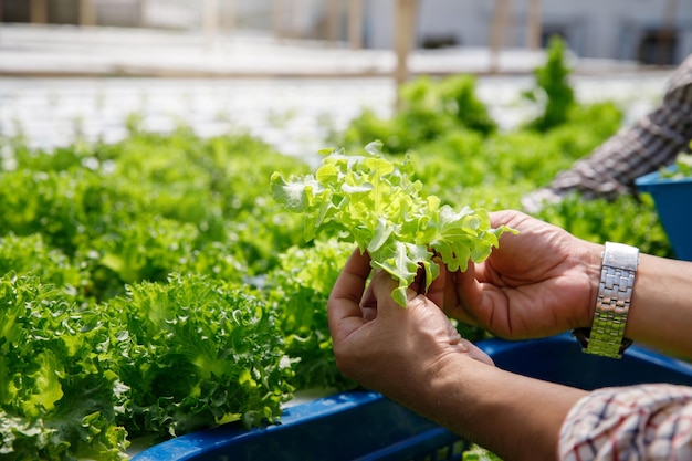Zdjęcie rolnik zbiera organiczną hydroponiczną sałatę dębową w gospodarstwie szkółkarskim