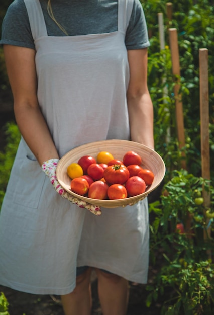 Rolnik zbiera pomidory w ogrodzie Selektywne skupienie