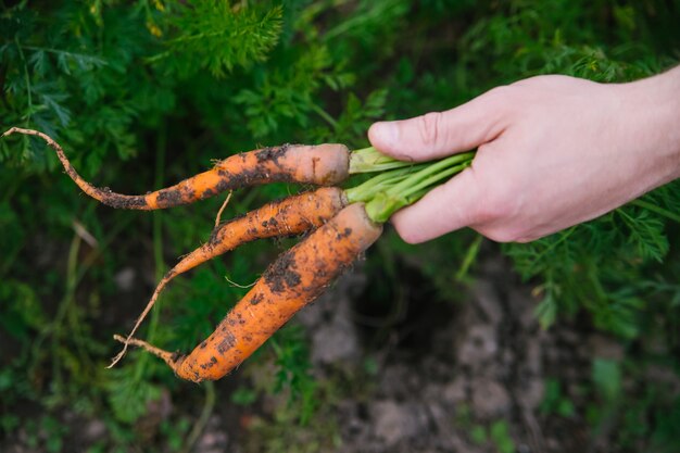 Rolnik zbierający marchewki. Mężczyzna ogrodnik wyciąga marchewkę z ziemi. Uprawa organicznych warzyw.