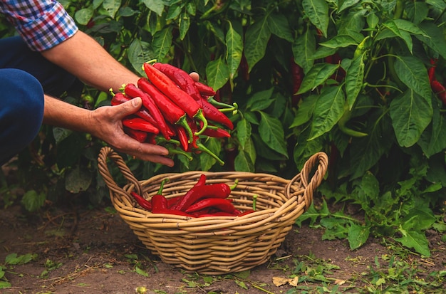 Rolnik zbierający papryki chili w ogrodzie Selektywne skupienie