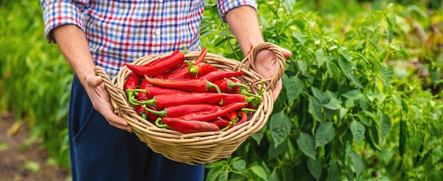 Rolnik zbierający papryki chili w ogrodzie Selektywne skupienie
