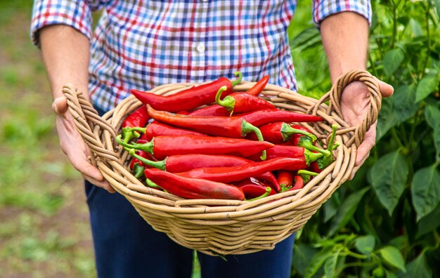Rolnik zbierający papryki chili w ogrodzie Selektywne skupienie
