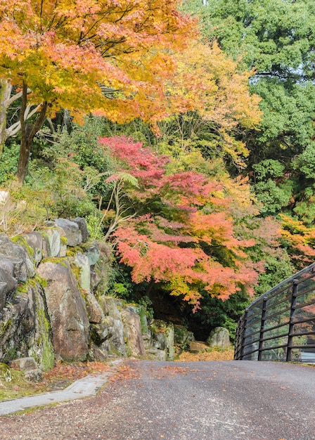 Romantyczna droga jesienią w Miyajima w Japonii