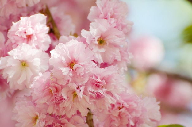 Romantyczna karta ślubu lub prezentu z kwiatami Sakura na wiosnę.