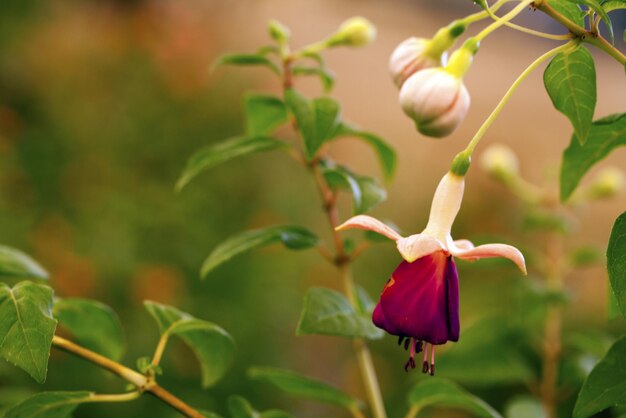 Romantyczna naturalna flora czerwone kwiaty