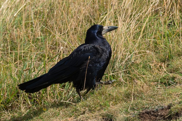 Rook Corvus frugilegus Seahouses Anglia