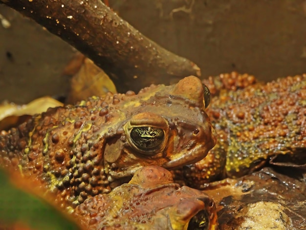 Ropucha trzcinowa Rhinella marina znana również jako gigantyczna ropucha neotropikalna lub ropucha morska jest dużą lądową prawdziwą ropuchą pochodzącą z południowej i kontynentalnej Ameryki Środkowej