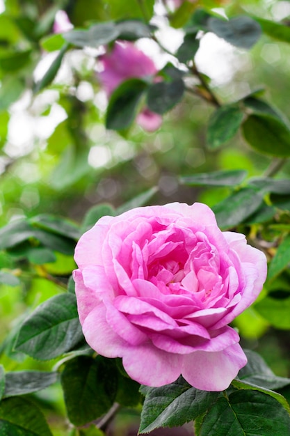 Rosa Centifolia kwiatu zbliżenie na zieleń ogródu tle