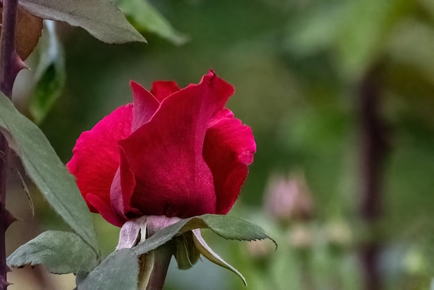 Rosa cinnamomea lub cynamonowy czerwony pączek róży w projekcie ogrodu