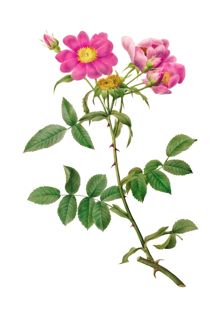 Rosa Collina Monsoniana przezroczysta png