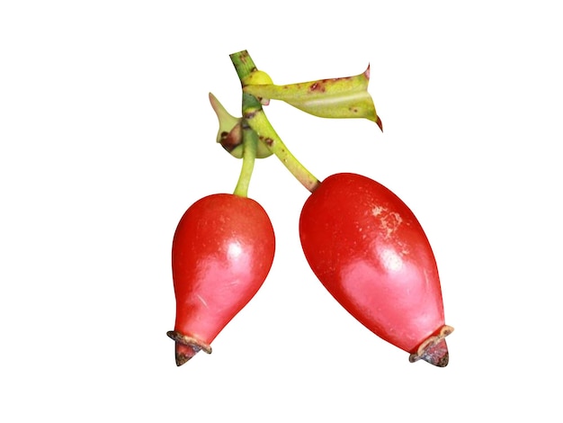 Rosa majalis lub podwójny cynamon rose jadalne owoce biodro bogate w witaminę C, które są używane w medycynie