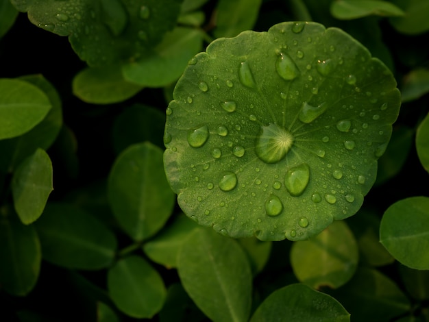 Rosa na Centella asiatica po deszczu