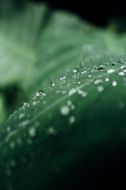 rosa na liściach taro lub z łacińską nazwą Colocasia esculenta L. backroud green