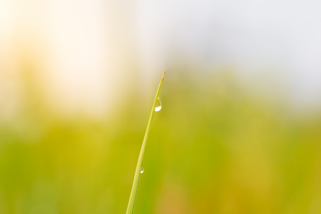 Rosa na wierzchołku ryżowy liść w naturalnym zielonym tle.