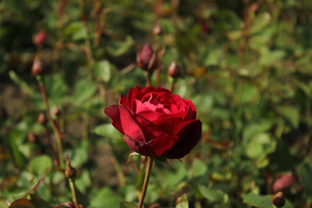 Rosa rojo pasja