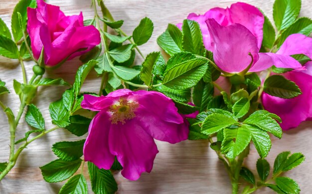 Rosa rugosa RubraPiękne kwiaty ozdobnych owoców dzikiej róży