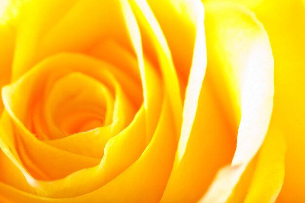 ROSE BACKGROUND
