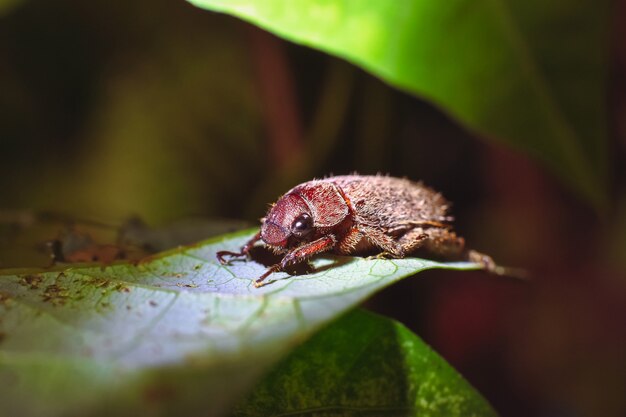 Rose beetle na zielonym urlopie w naturze, zwierzę z bliska koncepcja makro