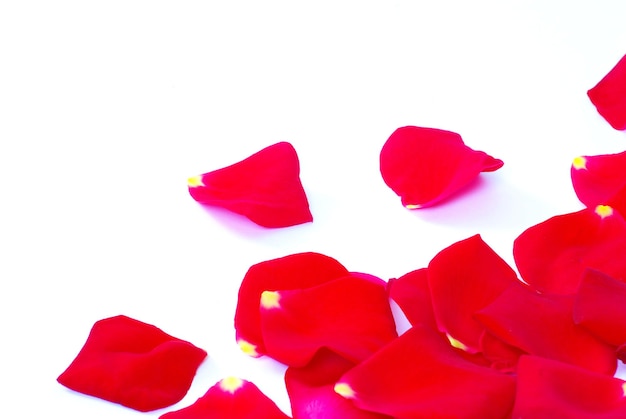 Rose Petals