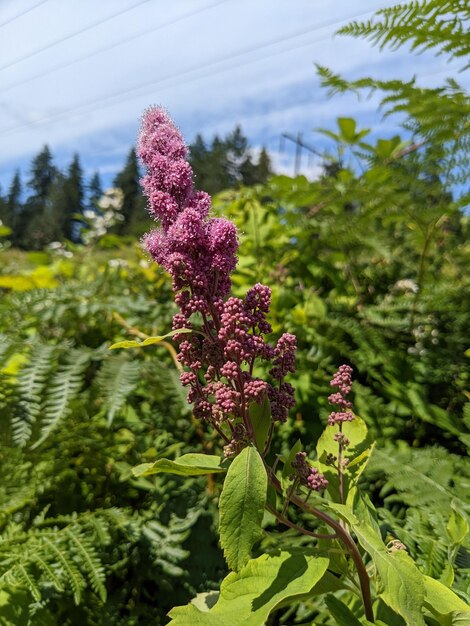 Zdjęcie rose spirea z różnymi zielonymi roślinami w tle i wiecznie zielonymi drzewami i błękitnym niebem