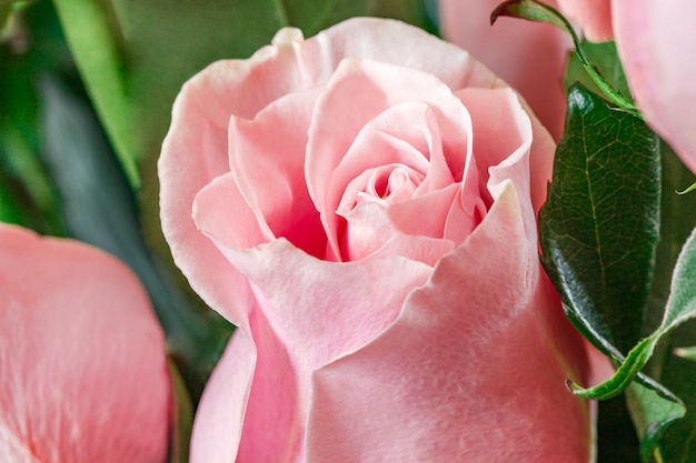 Rosebud różowej róży z bliska selektywne skupienie