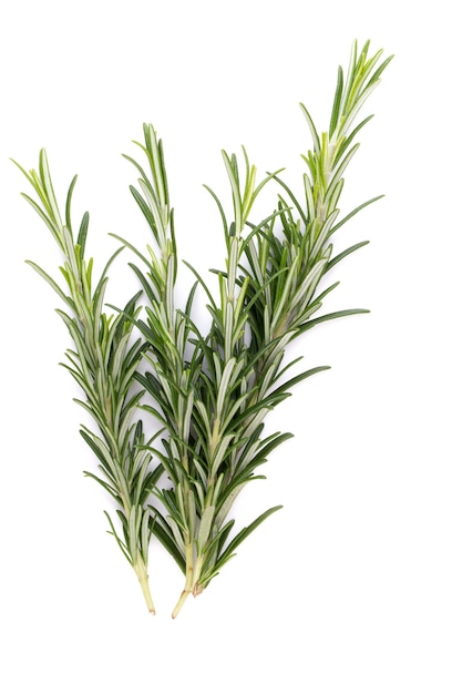 Rosemary Bio Herb Na Białym Tle.