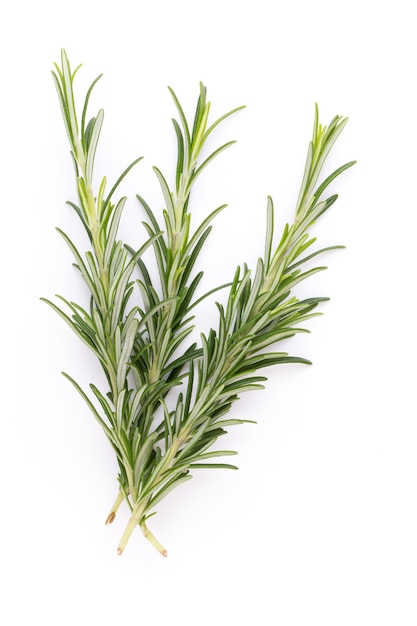 Rosemary bio herb na białym tle.