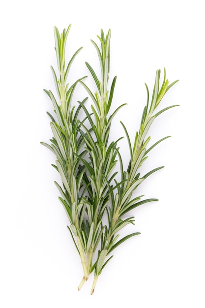 Rosemary Bio Herb Na Białym Tle.