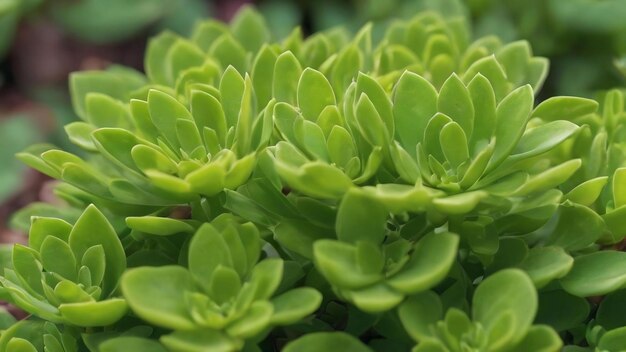 Rosetta stonecrop lub sedum rosetta closeup zdjęcie jej małych zielonych liści