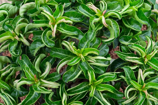 Roślina Adenium obesum Zielone liście