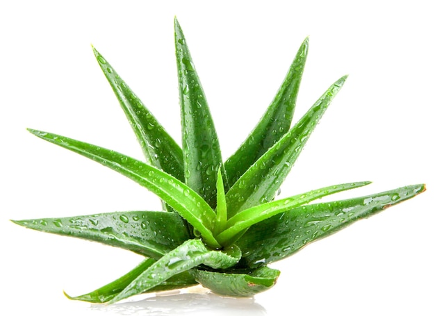 Roślina aloe vera izolowana na białym tle