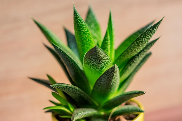 Zdjęcie roślina aloe vera w żółtym ceramicznym garnku roślina domowa ogrodnictwo miękkie skupienie