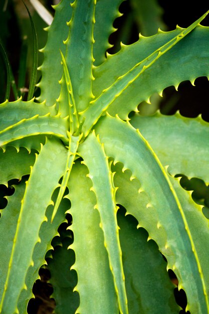 Roślina Aloe Vera