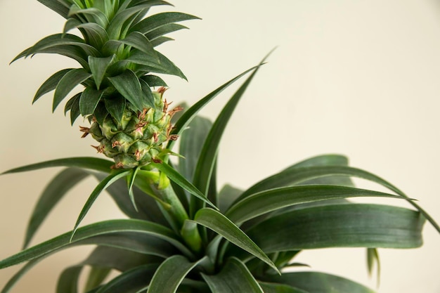 Roślina ananasa Ananas comosus rośnie w doniczce Zbliżenie