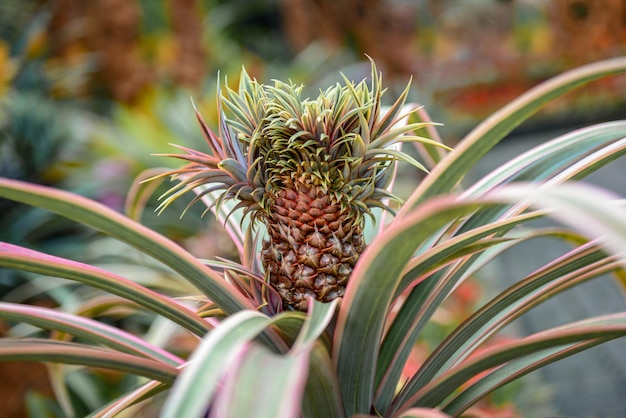 Zdjęcie roślina ananasa naturalnie rosnąca na plantacji