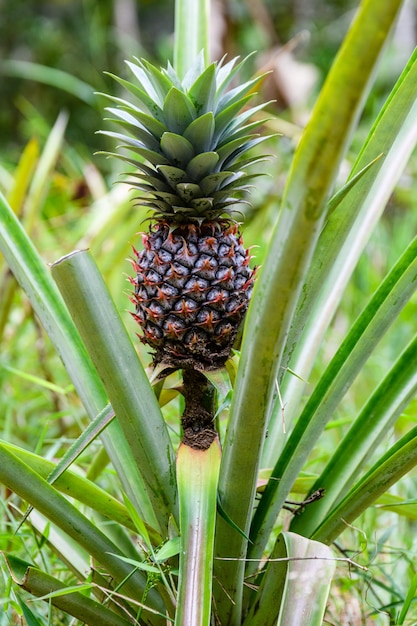 Roślina ananasa z owocami na plantacji Koncepcja rolnicza Owoce tropikalne