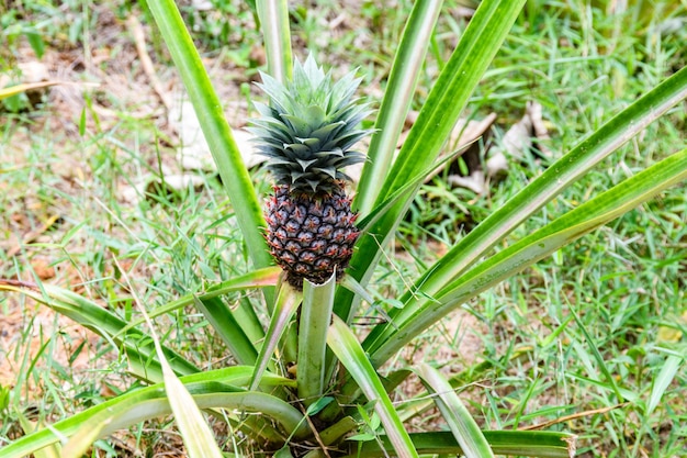 Roślina ananasa z owocami na plantacji Koncepcja rolnicza Owoce tropikalne