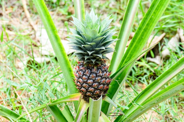 Roślina ananasa z owocami na plantacji Koncepcja rolnicza Owoce tropikalne