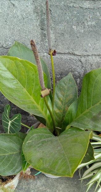 Roślina Anthurium schlechtendalii pobrana z bliska